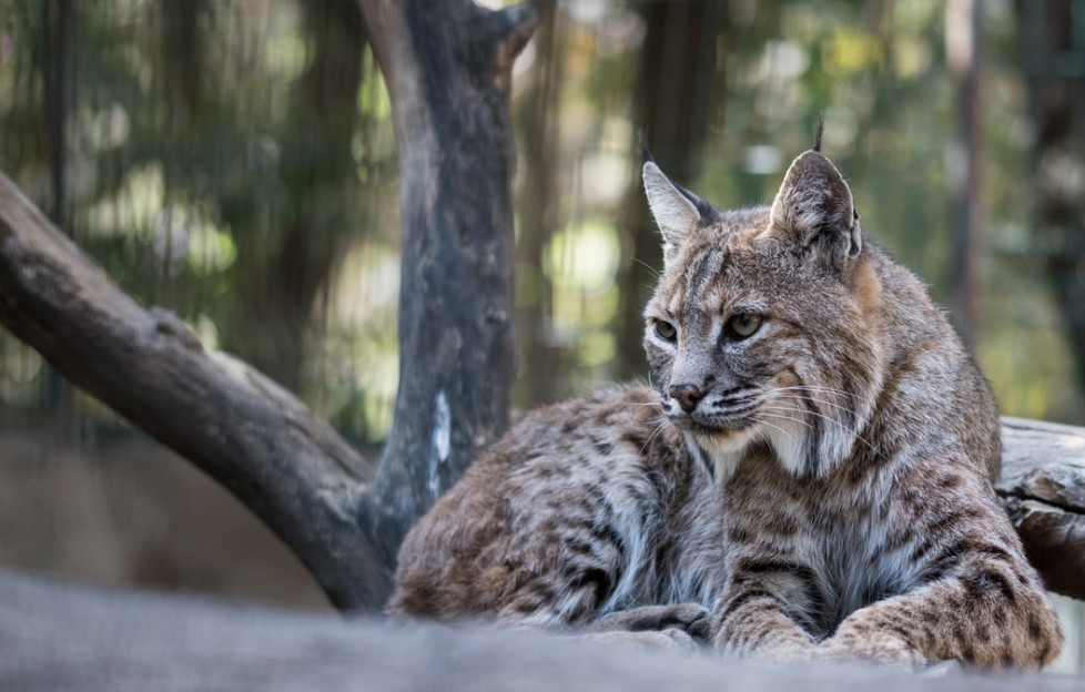 Resting Lynx