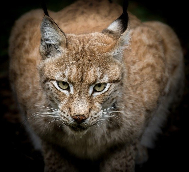 The Bobcat