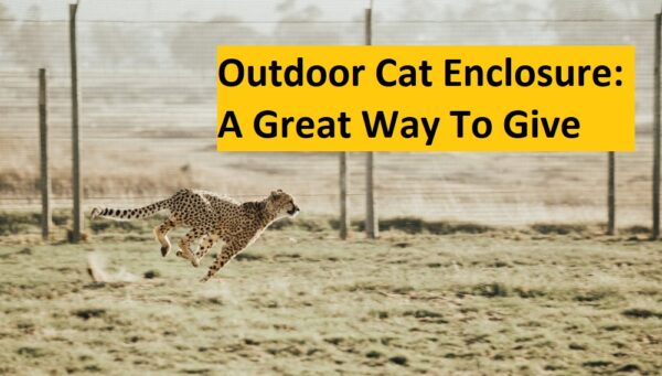 Outdoor Cat Enclosure A Great Way To Give