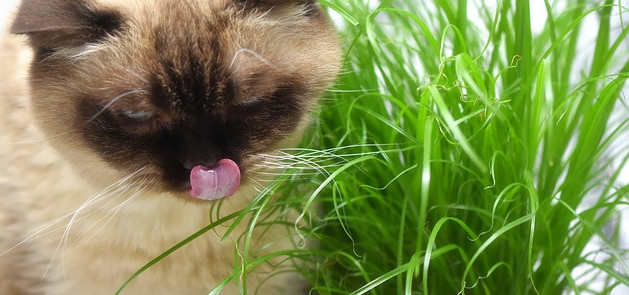 Cat eating ornamental grass