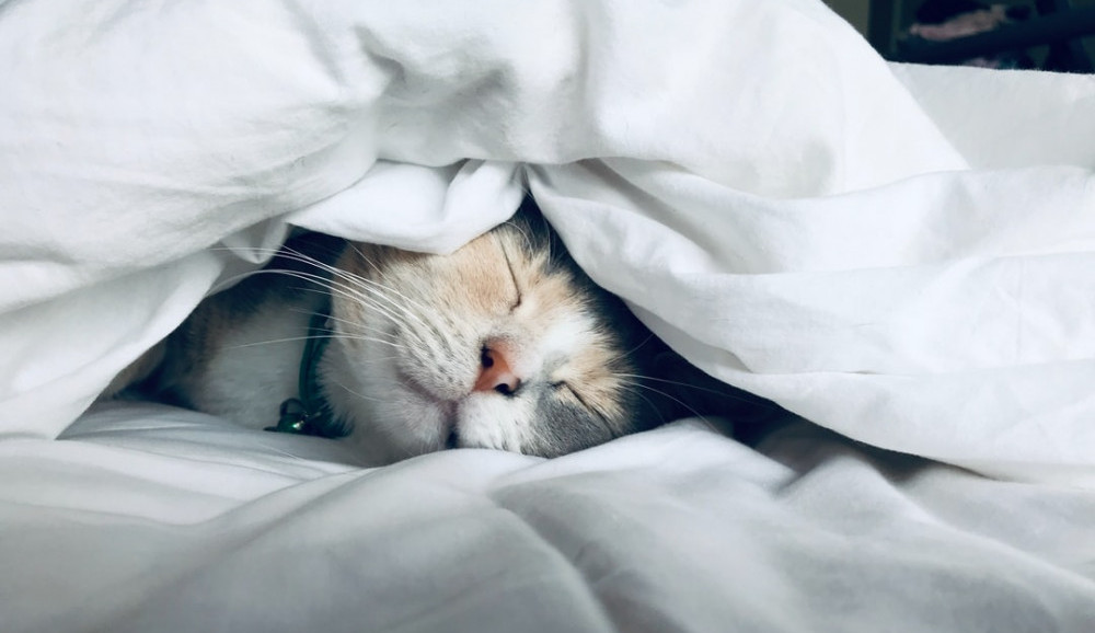 Cat snuggled under blankets