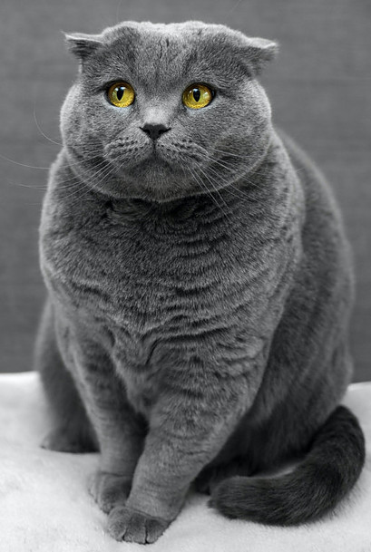 gray cat