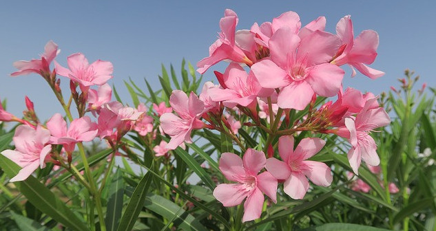 Pink Oleander