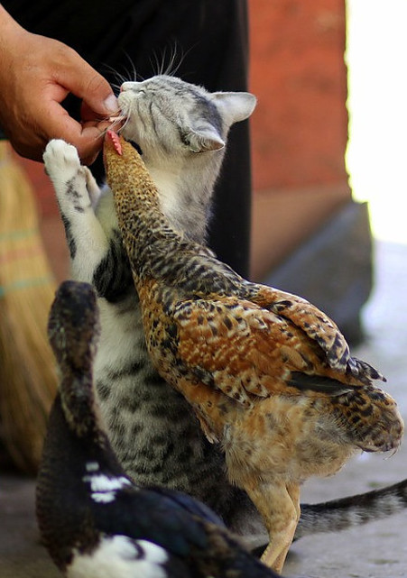 Cat and chickens eating from a human's hand