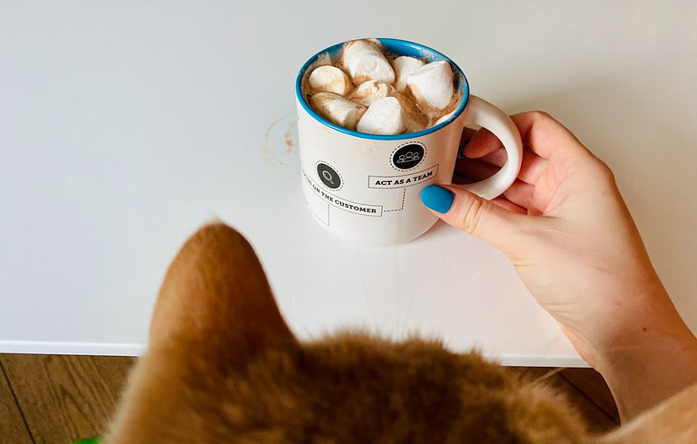 Cat eyeing hot chocolate