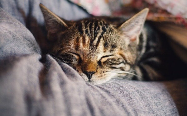 cat happy in master's arms