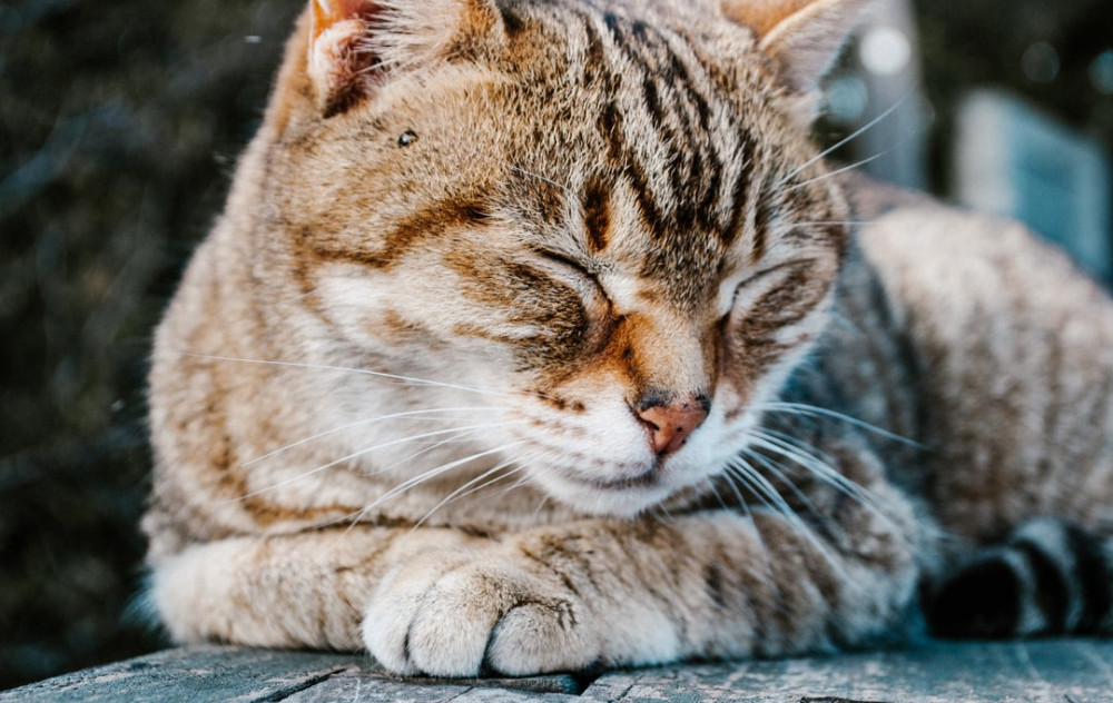 Cat sleeping with a big smile