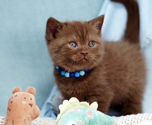 cocoa colored kitten with cat toys