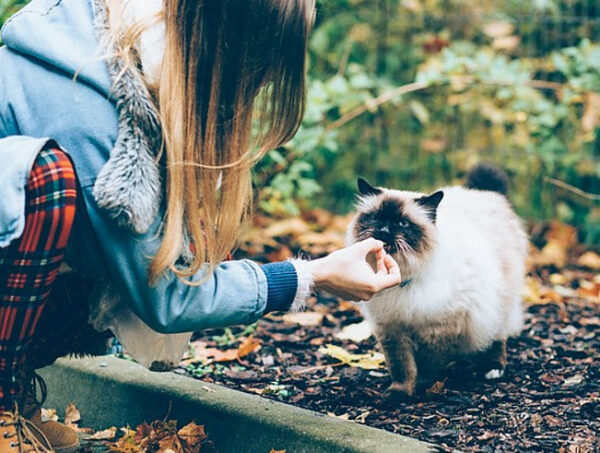 girl feeding a white cat with black paws