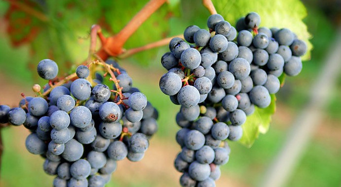 Grapes