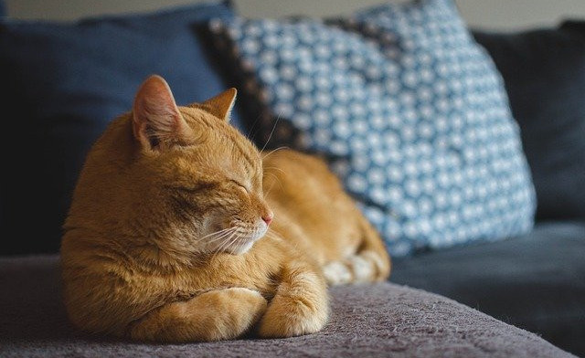 Happy cat on the couch.