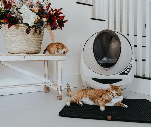 Orange cats near a litter robot