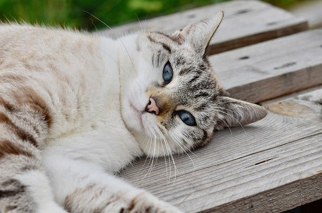 relaxed cat on a picnic table top