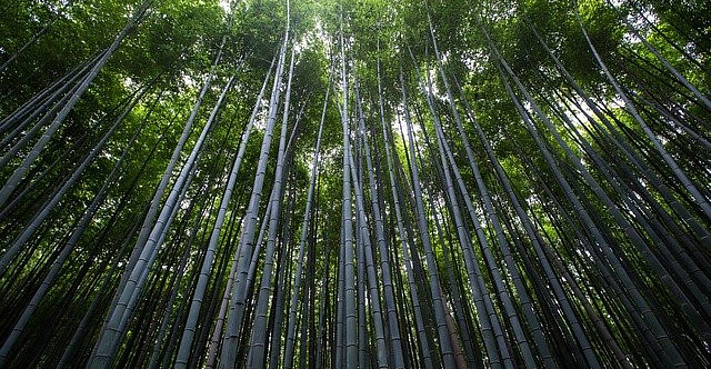 Trees in the forest