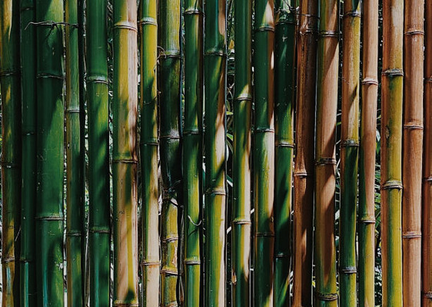 bamboo