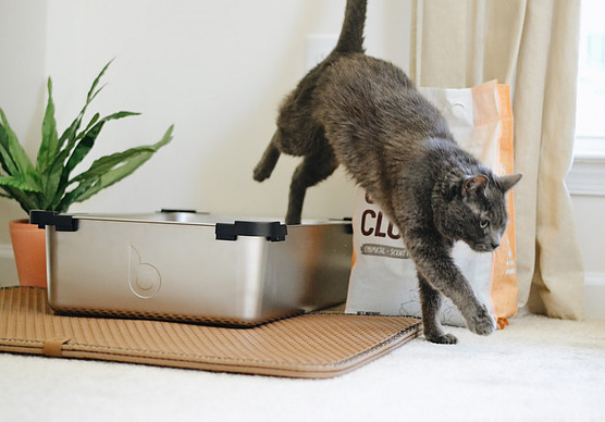 Cat hopping out of the litter box