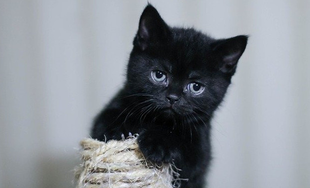 Black kitten on top of a scratching post