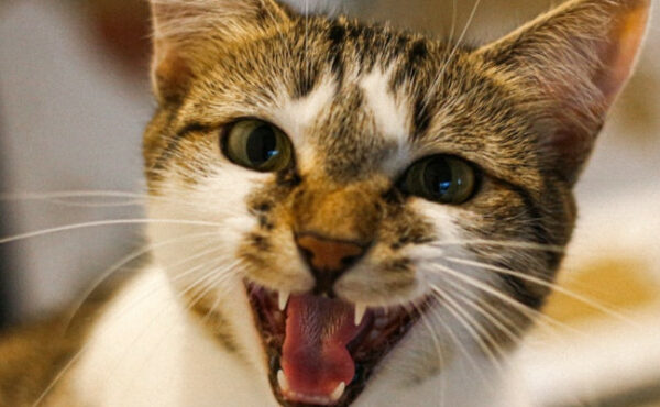 Cat Meowing