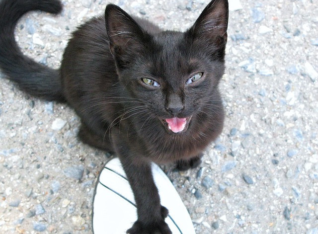 Cat mewing with paw on a human's foot.