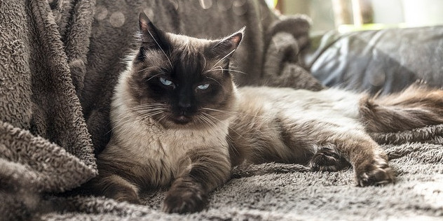 Cat on the couch relaxing