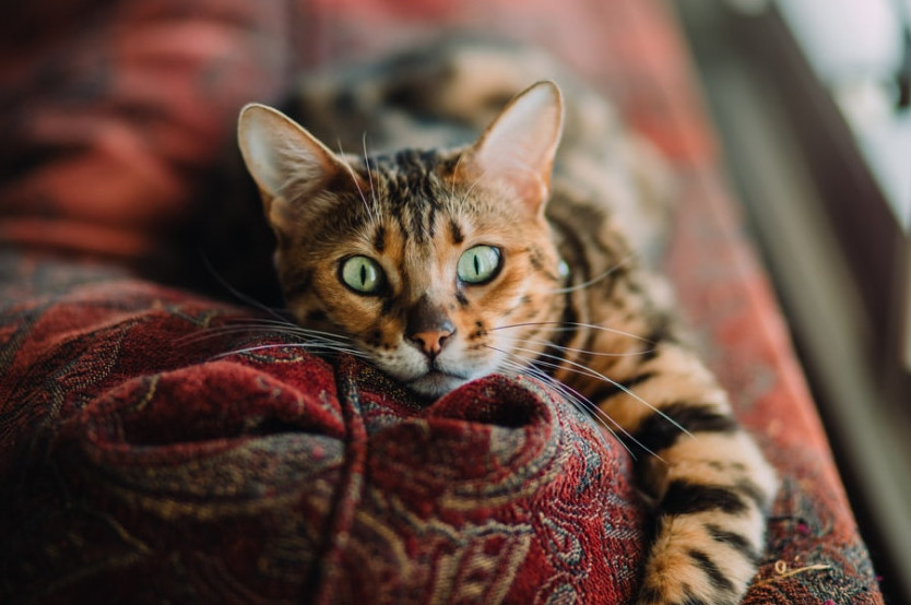 Cat on the couch