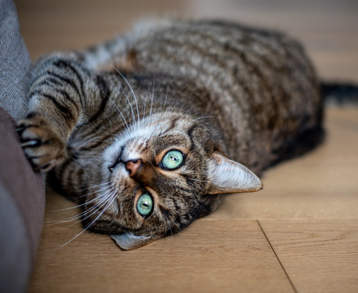 cat scratching on a pillow