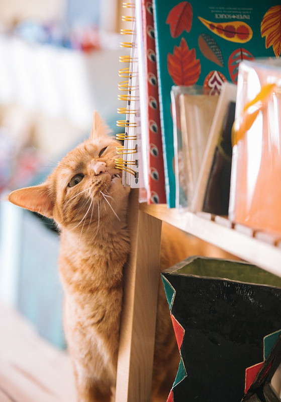 Cat scratching up against a shelf