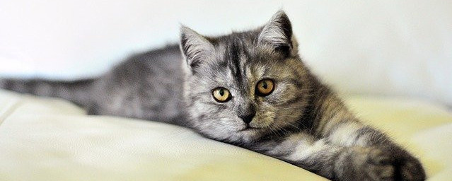 Cat stretched out on a pillow