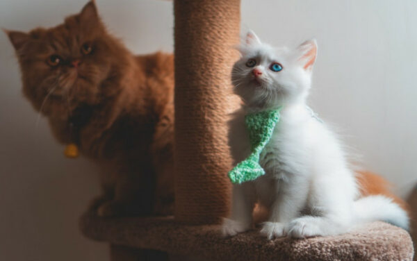 cats hanging out on the scratching post