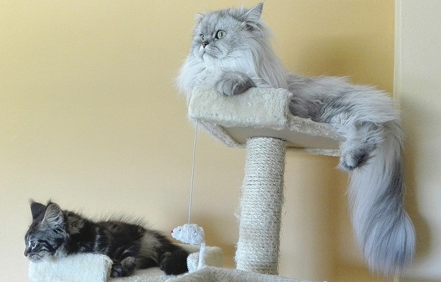 Cats sleeping on scratching post