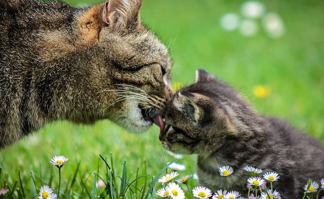 Mother cat grooming her kitten