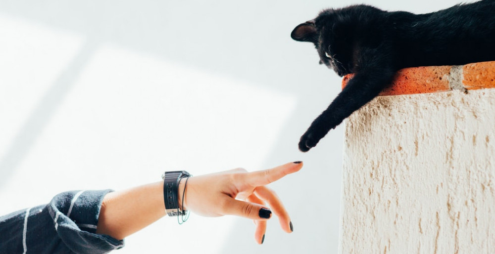 Cat and cat owner touching hand and paw