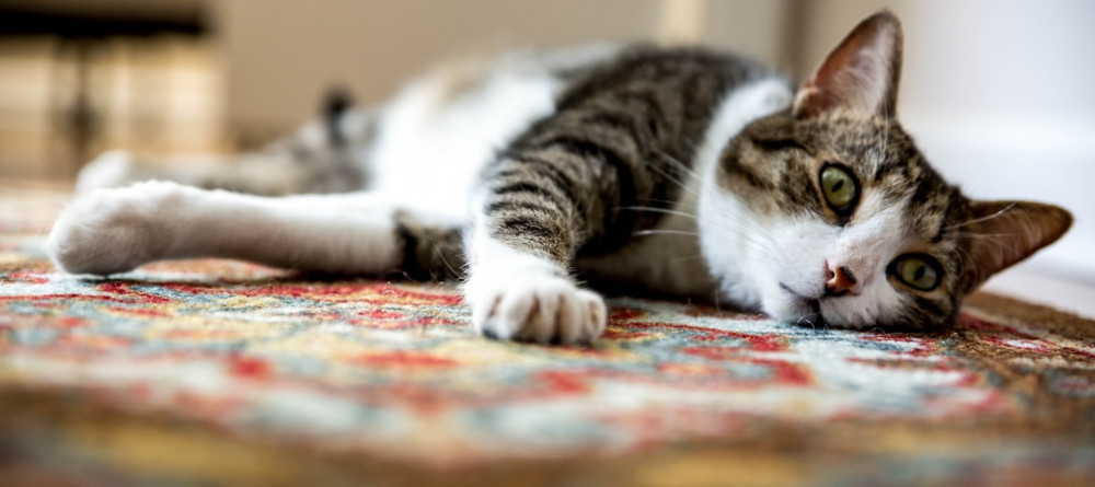 Cat lying on the floor