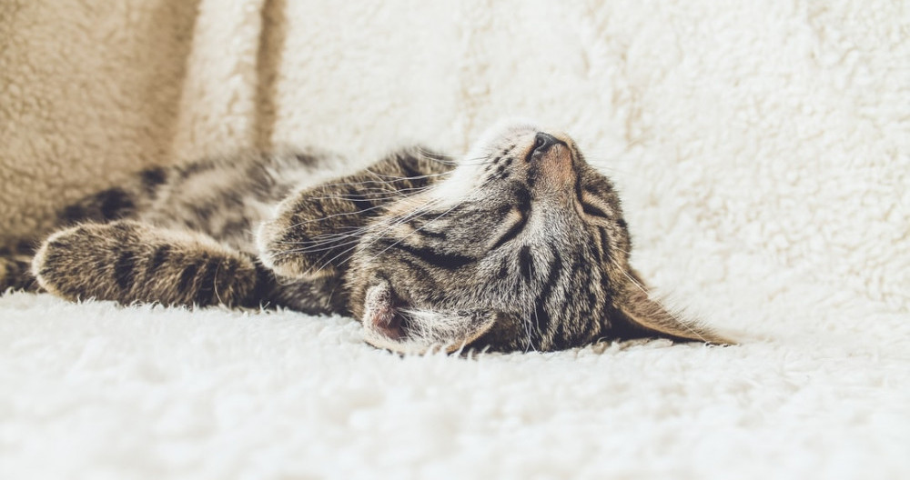 Cat sleeping on his back