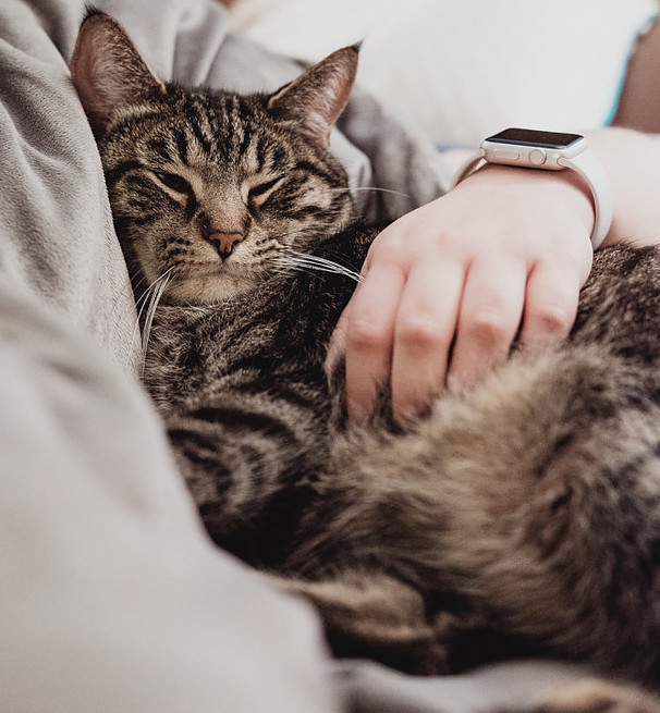 cat snuggling with owner