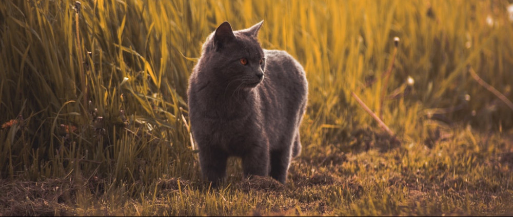 Grey cat in tall grass