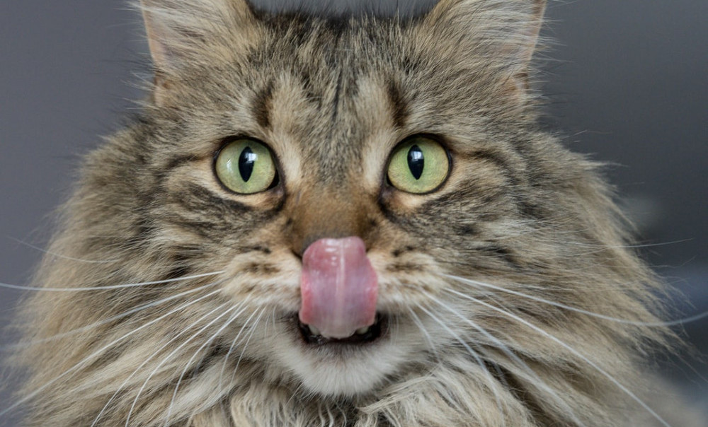 Maine Coone cat licking his nose