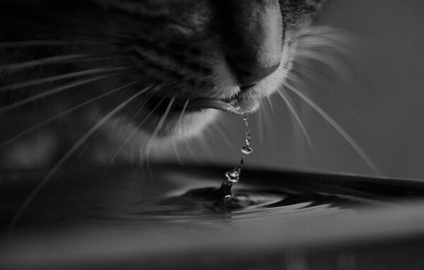 close up of a cat drinking water