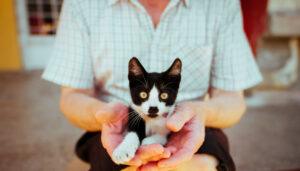 cat in someone's lap and hands