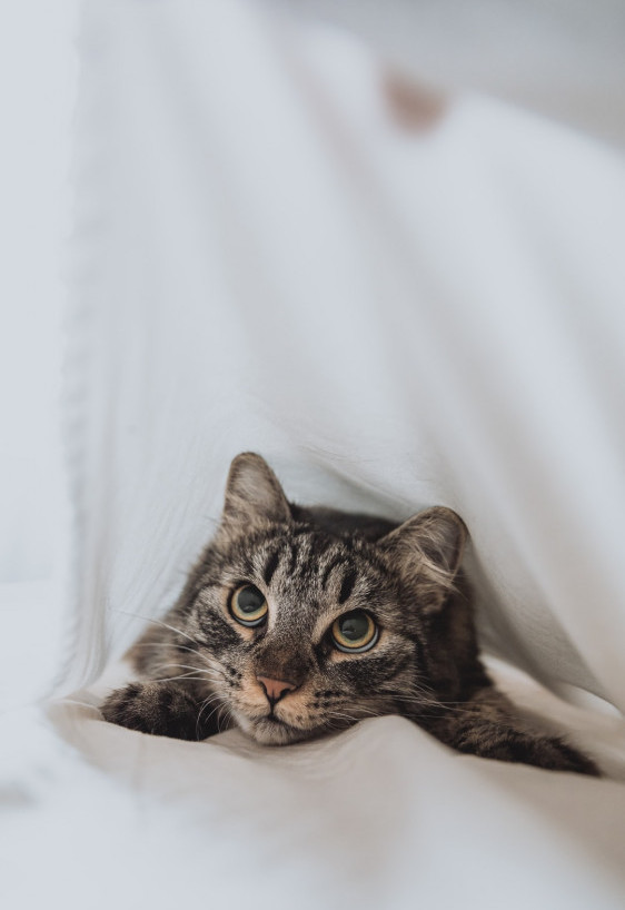 cat hiding. under the sheets