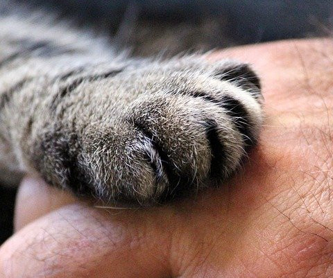 Close up of a grey cat's paw on a mans hand