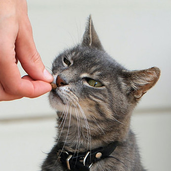 Grey cat gets a treat