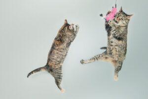 cats jumping after toys high in the air