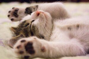 Kitten sleeping on its back with its paws in the air