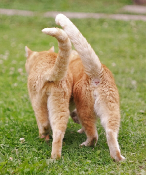 Two Cats with Curved Tails from Behind