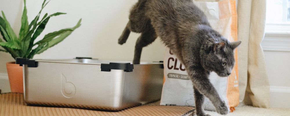 cat hopping out of litter box