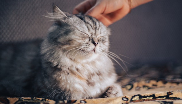 Cat smiling while being pet on the head