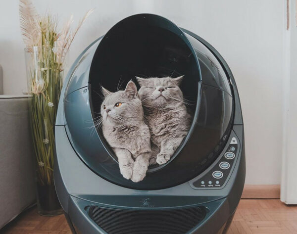 two cats in a litter box, peeking out