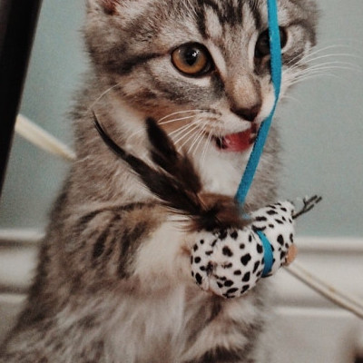 cat swatting a toy