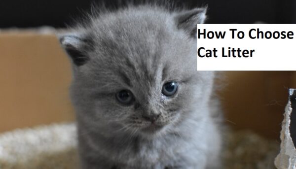 How to choose cat litter